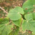 Dombeya burgessiae Levél