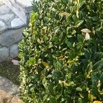 Buxus sempervirensBlad