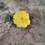 Oenothera drummondii Blüte