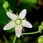 Saxifraga rotundifolia Kukka