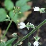 Circaea lutetiana Blüte