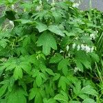 Lamprocapnos spectabilis Habit