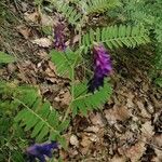 Vicia incana Escorça