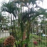 Dypsis lutescensNatur