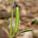 Clarkia rhomboidea Fruit