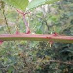 Rubus geniculatus Casca