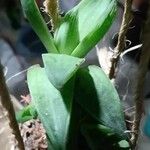 Haworthia cymbiformisFuelha