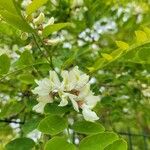 Robinia viscosa Flower