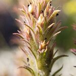 Castilleja nana Blüte