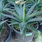 Agave decipiens Hostoa