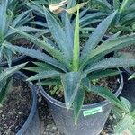 Agave decipiens পাতা