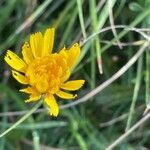 Scorzoneroides autumnalis Flower