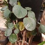 Polyscias scutellaria Лист