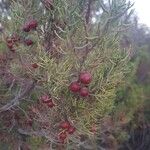 Juniperus phoeniceaഇല