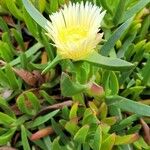 Carpobrotus edulis Лист