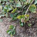 Boerhavia diffusa Blomst