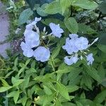 Phlox carolina Flower