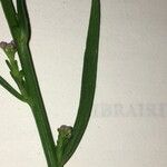 Iberis linifolia Mosusu