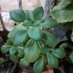 Crassula arborescens Frunză