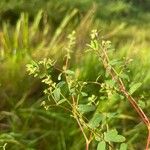 Euphorbia hyssopifolia 葉