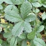 Potentilla reptans Deilen