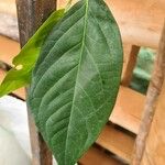 Piper arboreum Leaf