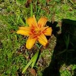 Hemerocallis fulva Cvet