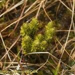 Huperzia suberecta Fruto