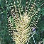 Hordeum marinum Flower