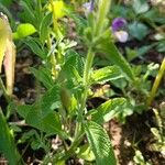 Salvia viridis Leaf