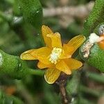 Hatiora salicornioides Blüte