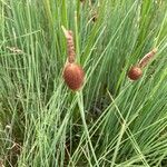Typha minima Fruto