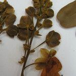 Cassia cowanii Otro