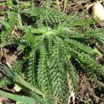 Achillea millefolium Лист