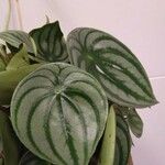 Peperomia argyreia Blad