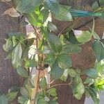 Trachelospermum jasminoides Цветок