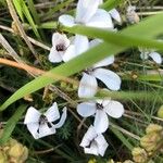 Linum suffruticosum Flower