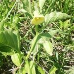 Physalis viscosa Blatt