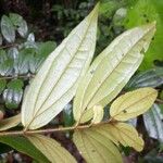 Strychnos tomentosa 葉