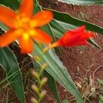 Crocosmia × crocosmiiflora برگ