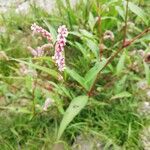 Persicaria maculosaKvet