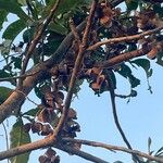 Sterculia foetida Fruit