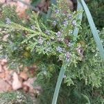 Juniperus osteosperma Flor
