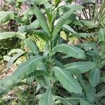 Lactuca virosa Leaf