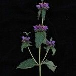 Phlomoides bracteosa Yeri