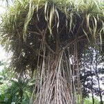 Pandanus tectorius Alkat (teljes növény)