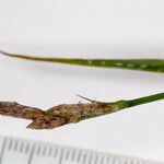 Carex hirta Lorea