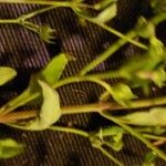 Trichostema dichotomum Hoja