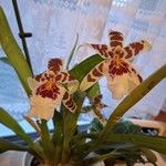 Oncidium crocidipterum Flor