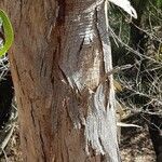 Eucalyptus leucoxylon Rinde